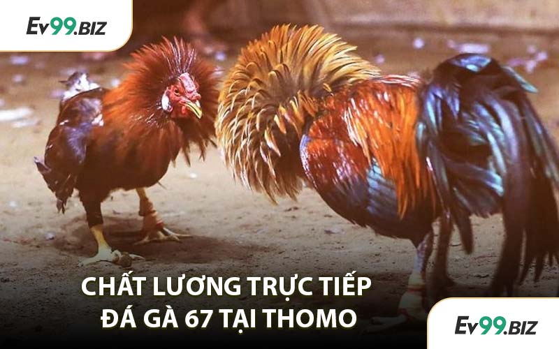 Chất Lương Trực Tiếp Đá Gà 67 Tại Thomo