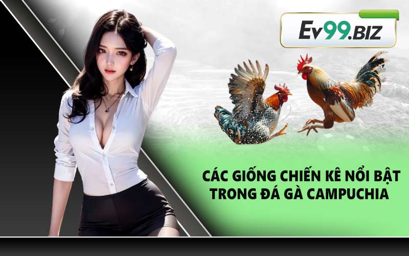Các giống chiến kê nổi bật trong đá gà Campuchia