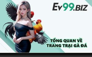 Tổng quan về trang trại gà đá